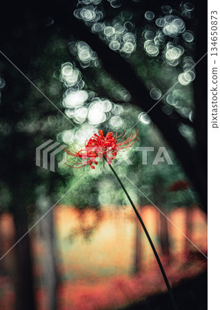 A cluster amaryllis that blooms in the trees 134650873
