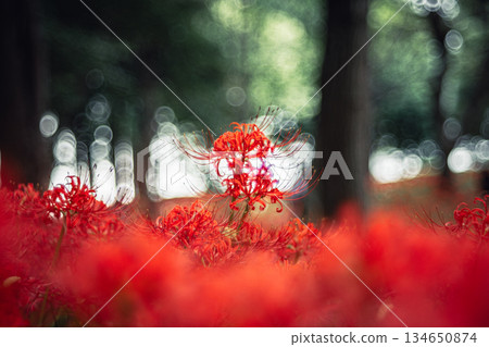 在樹上綻放的簇狀孤挺花 134650874