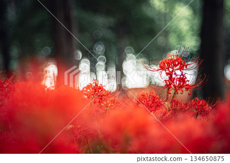 A cluster amaryllis that blooms in the trees 134650875