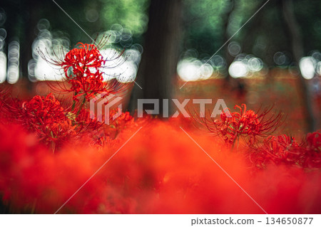 在樹上綻放的簇狀孤挺花 在樹上綻放的簇狀孤挺花 134650877