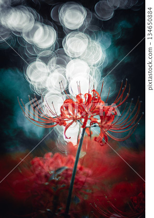 簇生朱頂紅被包裹在模糊的氣泡中 134650884