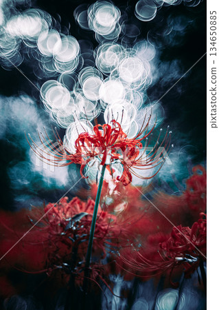 Cluster amaryllis wrapped in bubble blur 134650885