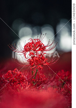 Red spider lilies floating in the darkness 134650939