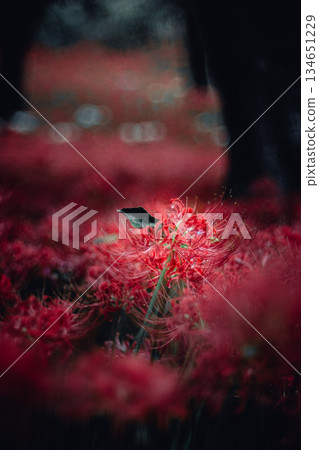 簇生朱頂紅,葉片 簇生朱頂紅,葉片 134651229