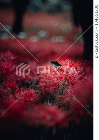簇生朱頂紅，葉片 134651230