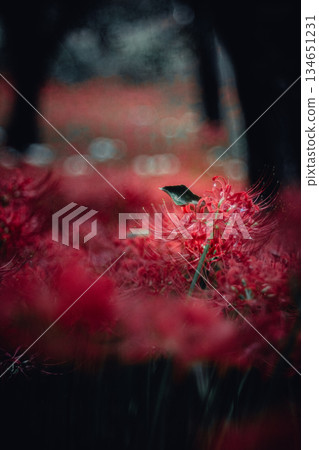 Cluster amaryllis with leaves 134651231