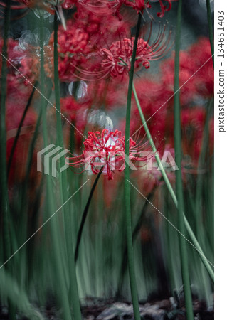 Short spider lilies Short spider lilies 134651403