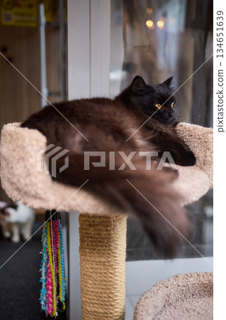 The calm cat is nestled in its cozy bed, enjoying restfulness and showing its beauty The calm cat is nestled in its cozy bed, enjoying restfulness and showing its beauty 134651639