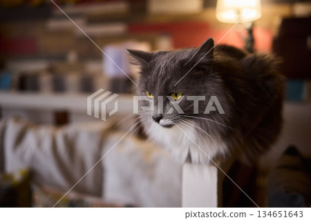 A Cute Cat lounging comfortably in a Bright and inviting Living Room filled with light 134651643
