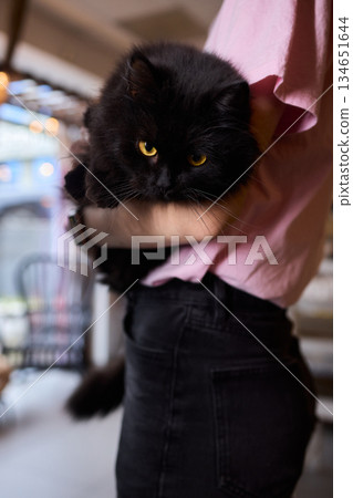 A Charming Cat, Comfortably Held in Hands, Showcasing Its Striking Eyes A Charming Cat, Comfortably Held in Hands, Showcasing Its Striking Eyes 134651644