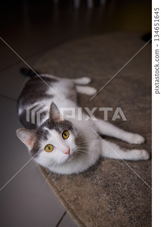 A Cute Cat lounging comfortably in a Bright and inviting Living Room filled with light 134651645