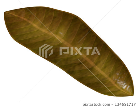 Dead leaves 134651717