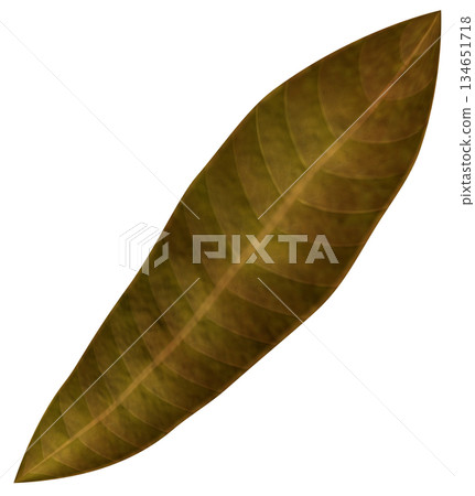 Dead leaves 134651718