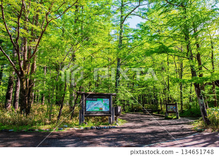 Refreshing Kamikochi "Fresh greenery in the larch forest" (Matsumoto City, Nagano Prefecture) Refreshing Kamikochi "Fresh greenery in the larch forest" (Matsumoto City, Nagano Prefecture) 134651748