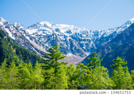 清爽的上高地 「白雪皚皚的穗高山脈和翠綠的落葉松林」（長野縣松本市） 134651753