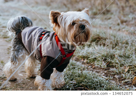 Yorkshire Terrier dog wearing a coat and harness walking outdoors. A cute Yorkie is ready for a walk in a coat and harness on a leash outdoors. Yorkshire Terrier dog wearing a coat and harness walking outdoors. A cute Yorkie is ready for a walk in a coat and harness on a leash outdoors. 134652075