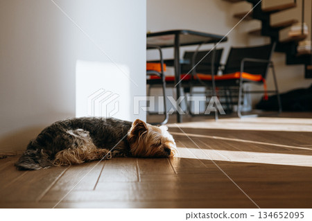 Yorkshire Terrier dog resting on a wooden floor in a sunlit room. A small dog is curled up on the floor, enjoying the warmth of the sun Yorkshire Terrier dog resting on a wooden floor in a sunlit room. A small dog is curled up on the floor, enjoying the warmth of the sun 134652095