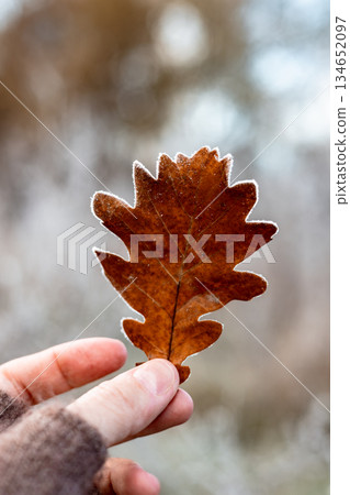 Hand holding a single frosted brown oak leaf against a blurred winter forest background. A dry oak leaf with frost crystals on the edges. Fall season. 134652097