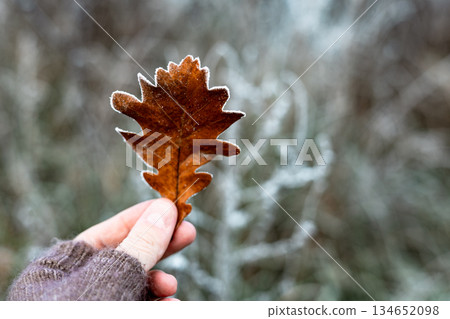 Hand holding a single frosted brown oak leaf against a blurred winter forest background. A dry oak leaf with frost crystals on the edges. Fall season. 134652098