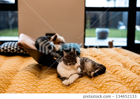 Dog and cat relaxing on a bed with a laptop in a cozy home setting. A Yorkshire Terrier and a tabby cat share a bed with a laptop Dog and cat relaxing on a bed with a laptop in a cozy home setting. A Yorkshire Terrier and a tabby cat share a bed with a laptop 134652133