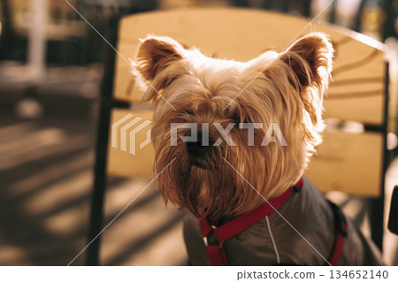 Yorkshire terrier dog wearing a red harness and winter coat in the sunlight. A cute Yorkie doggy on cafe terrace wearing a red harness and winter coat Yorkshire terrier dog wearing a red harness and winter coat in the sunlight. A cute Yorkie doggy on cafe terrace wearing a red harness and winter coat 134652140