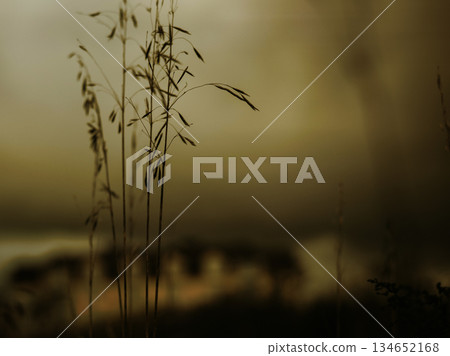 The image captures the delicate beauty of nature with a soft, dreamlike quality. Silhouette of tall green grass against a hazy golden-toned background The image captures the delicate beauty of nature with a soft, dreamlike quality. Silhouette of tall green grass against a hazy golden-toned background 134652168