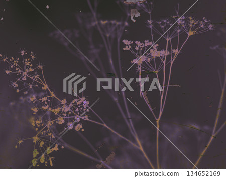 Abstract floral art with delicate stems, a moody vintage aesthetic. Artistic botanical image features soft colors, ethereal Queen Anne Lace Ammi Majus Abstract floral art with delicate stems, a moody vintage aesthetic. Artistic botanical image features soft colors, ethereal Queen Anne Lace Ammi Majus 134652169