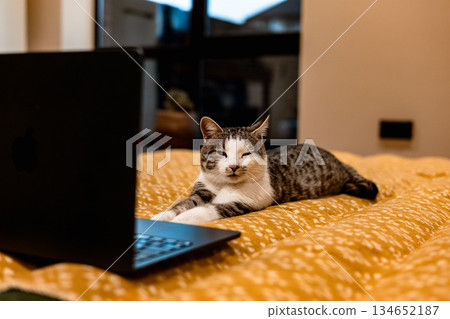 Cat relaxing on a bed with a laptop, looking at the screen. A tabby cat is lying on a bed with a black laptop. Animal using a notebook. Cat relaxing on a bed with a laptop, looking at the screen. A tabby cat is lying on a bed with a black laptop. Animal using a notebook. 134652187