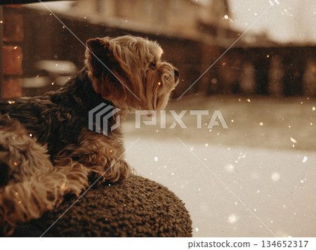 Cozy winter scene with a cute Yorkshire Terrier dog sitting indoors by the window and looking at the falling snow. Well-groomed lapdog at home. 134652317