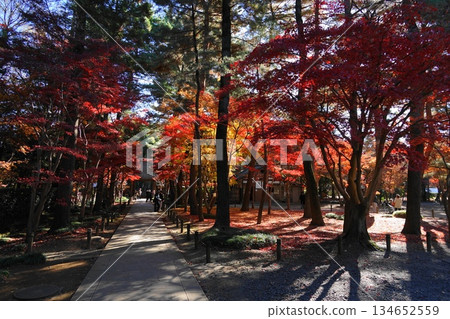 Autumn leaves in front of the main gate of Heirinji Temple. December, Niiza 29 Autumn leaves at the main gate of Heirinji Temple. 134652559