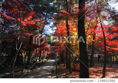 Autumn leaves in front of the main gate of Heirinji Temple. December. Autumn leaves at the main gate of Niiza 30. Heirinji Temple. 134652560