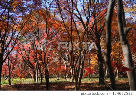 Autumn leaves of maple trees in the Niiza 52 woodland in December, Heirinji Temple Autumn leaves of maple trees in the Niiza 52 woodland in December, Heirinji Temple 134652582