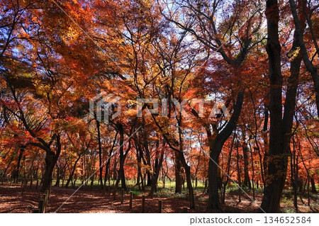 十二月,新座54林地中楓樹的秋葉,平林寺 十二月,新座54林地中楓樹的秋葉,平林寺 134652584