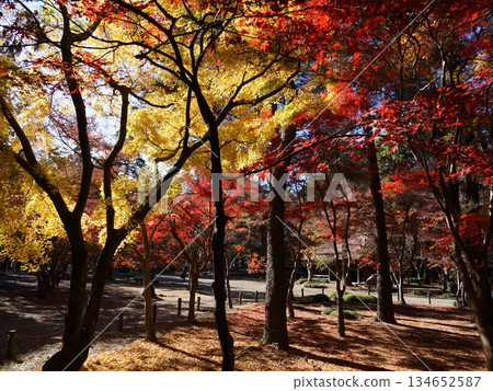 平林寺的秋葉。十二月。新座平林寺的秋葉。 57年。 134652587