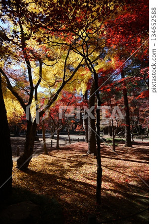 Autumn leaves at Heirinji Temple. December. Autumn leaves at Heirinji Temple in Niiza 58. 134652588