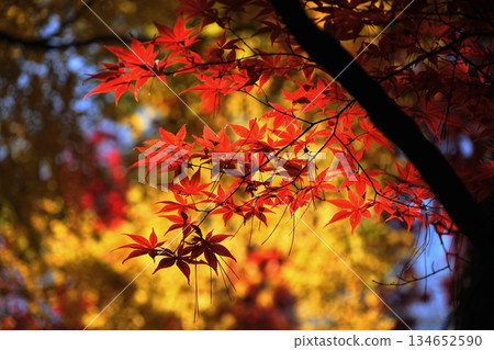 Vivid autumn leaves in December at Heirinji Temple in Niiza 60 Temple grounds 134652590