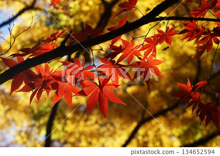 Vivid autumn leaves in December at Heirinji Temple in Niiza 64th precinct 134652594