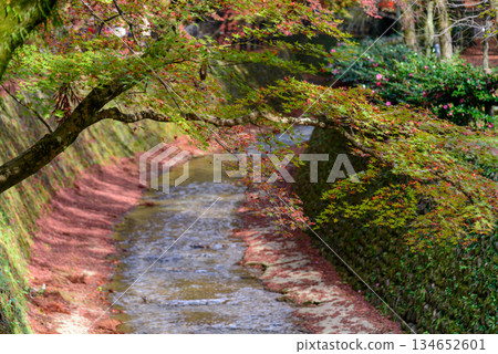 Autumn leaves at Odoi (Kitano Tenmangu Shrine)_3167 Autumn leaves at Odoi (Kitano Tenmangu Shrine)_3167 134652601
