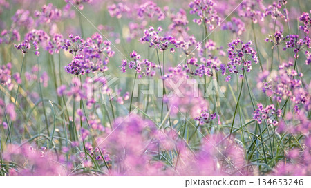 樂京花（鳥取縣北榮町產） 134653246