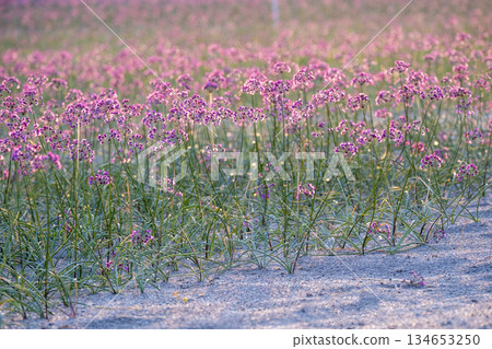 Rakkyo flowers (produced in Hokuei Town, Tottori Prefecture) 134653250