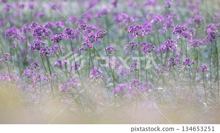 樂京花（鳥取縣北榮町產） 134653251