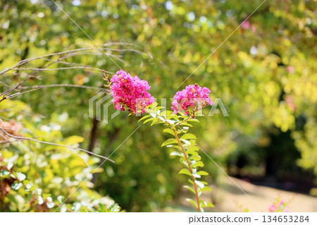 艷麗的紫薇花 134653284