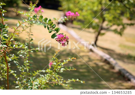 Vivid Crape Myrtle Flowers 134653285