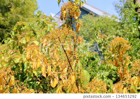 Viburnum berries turn color 134653292