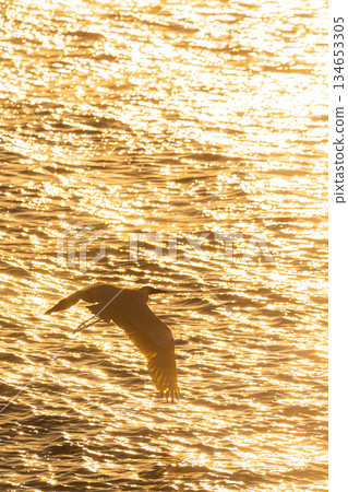 Birds dancing in the golden Seto Inland Sea Birds dancing in the golden Seto Inland Sea 134653305