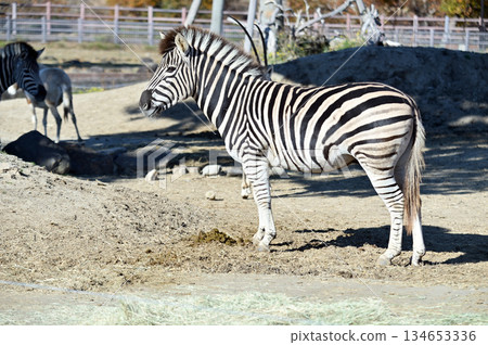 Landscape with zebra 134653336