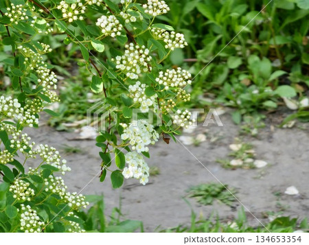 Spiraea vanhouttei in full bloom. Dense clusters of small white flowers with yellow centers, classic spring-flowering shrub for the gardens and hedges. Spiraea vanhouttei in full bloom. Dense clusters of small white flowers with yellow centers, classic spring-flowering shrub for the gardens and hedges. 134653354