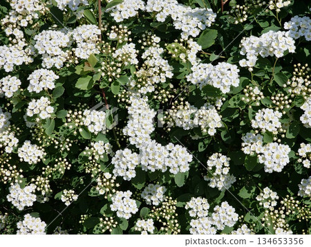 Spiraea vanhouttei in full bloom. Dense clusters of small white flowers with yellow centers, classic spring-flowering shrub for gardens and hedges. Spiraea vanhouttei in full bloom. Dense clusters of small white flowers with yellow centers, classic spring-flowering shrub for gardens and hedges. 134653356