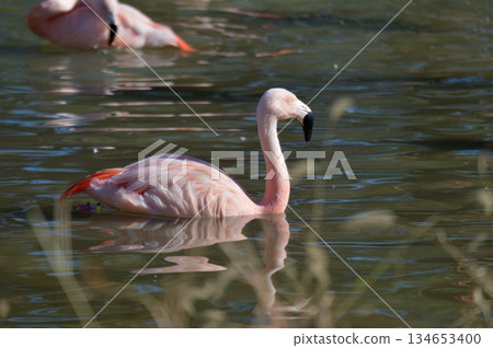 火烈鳥優雅地遊著 134653400