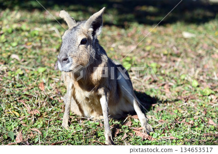 Cute Mara Cute Mara 134653517